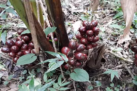 Thứ cây "lạ" ra chùm quả đỏ dưới gốc, dân trồng đổi đời