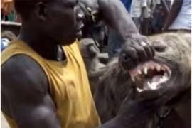 Loài động vật thuộc top bị ghét nhất thế giới vì tấn công đồng loại