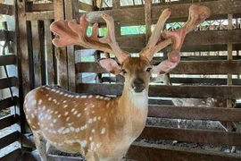 Cặp nhung hươu “độc nhất vô nhị”, được trả 220 triệu chưa bán