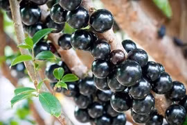 Loại nho mọc chi chít dọc thân cây, đặt mua cũng khó