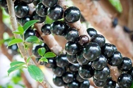 Loại nho mọc chi chít dọc thân cây, đặt mua cũng khó