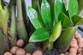 Trong nhà có 4 loài cây này nở hoa chứng tỏ điềm lành