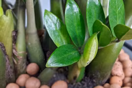 Trong nhà có 4 loài cây này nở hoa chứng tỏ điềm lành