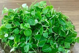 Loại rau dại chứa chất ngăn ngừa tế bào ung thư phát triển