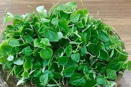 Loại rau dại chứa chất ngăn ngừa tế bào ung thư phát triển