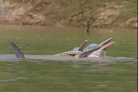 Cá heo ngoạm xác quái vật đầm lầy Amazon