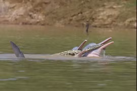 Cá heo ngoạm xác quái vật đầm lầy Amazon