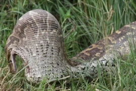 Video: Trăn đá khổng lồ bị “biến dạng” khi nuốt gọn linh dương 