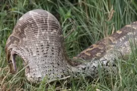 Video: Trăn đá khổng lồ bị “biến dạng” khi nuốt gọn linh dương 