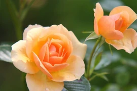 3 con giáp quyết đoán, có tầm nhìn xa