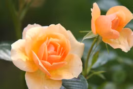 3 con giáp quyết đoán, có tầm nhìn xa