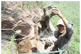 Loại gỗ quý dễ khiến nhiều người bỏ mạng, tìm được là đổi đời