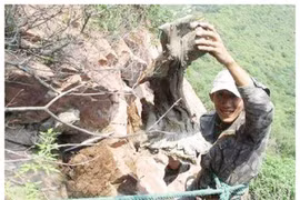 Loại gỗ quý dễ khiến nhiều người bỏ mạng, tìm được là đổi đời