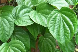 Tác dụng chữa bệnh của lá trầu không