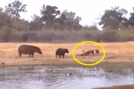 Video: Tốn công truy đuổi con mồi, hà mã vẫn ngậm ngùi nhịn đói 