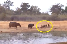 Video: Tốn công truy đuổi con mồi, hà mã vẫn ngậm ngùi nhịn đói 