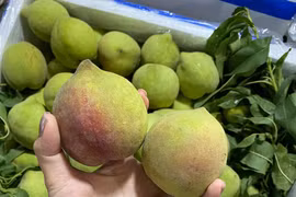 Dân buôn tiết lộ sốc về đào mỏ quạ đang bán tràn chợ Việt