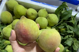 Dân buôn tiết lộ sốc về đào mỏ quạ đang bán tràn chợ Việt