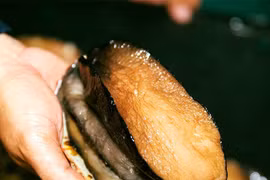 Loài hải sản đại bổ, được mệnh danh là của đáy biển