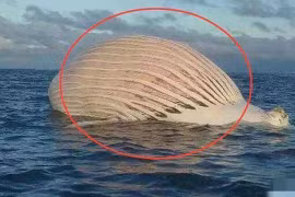 Đang câu cá, người đàn ông phát hiện quả cầu khổng lồ trôi nổi