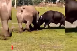 Video: Tê giác trúng cú húc tử thần của trâu đực hung hăng