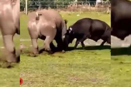 Video: Tê giác trúng cú húc tử thần của trâu đực hung hăng