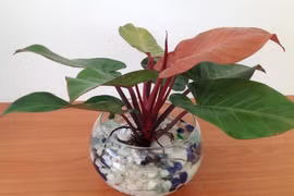 10 cây phong thủy độc, lạ chuyên gia khuyên dân kinh doanh nên trồng