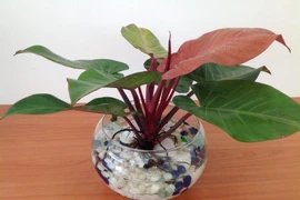 10 cây phong thủy độc, lạ chuyên gia khuyên dân kinh doanh nên trồng