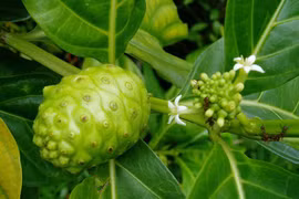 Ở Việt Nam quả này trước mọc hoang, nay thế giới giới lùng mua