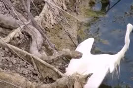 Video: Cò trắng ác chiến giành sự sống trước rắn “khủng” 