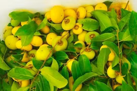 Loại quả có trong truyện cổ tích, giá “chát” vẫn không đủ bán