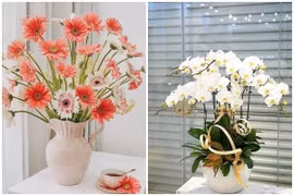 Trong nhà có 4 chậu hoa này "tay không hái ra tiền"