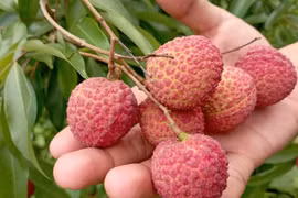 Vải thiều chín sớm bán tại vườn giá gấp đôi năm ngoái