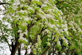 Video: Ngắm hoa sưa tinh khôi phủ trắng góc phố Hà Nội