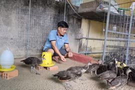 Nông dân Bà Rịa - Vũng Tàu nuôi chồn hương, bán 10 triệu/cặp