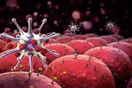 Chi tiết quá trình thử nghiệm thuốc chữa 100% bệnh ung thư