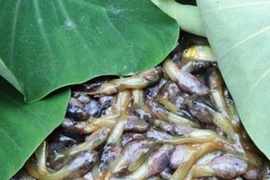 Kinh hãi với đặc sản hiếm có ở Thanh Hóa, giá 90.000 đồng/kg