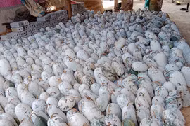 Trăm tấn bí xanh 5.000 đồng/kg chẳng ai mua