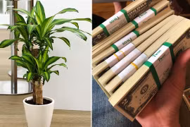 Người thuộc 2 mệnh này thích hợp trồng thiết mộc lan trong nhà