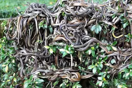 ‘Hòn đảo tử thần’ nơi hàng vạn con rắn độc ngự trị