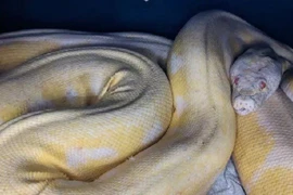 Trăn dài gần 5m đoàn tụ với chủ sau 6 tháng mất tích