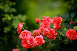 Gia đình có người sinh tháng này phúc lộc đầy nhà