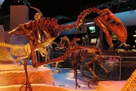 Tại sao chim khủng bố - Phorusrhacids lại đáng sợ nhất thời tiền sử?