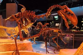 Tại sao chim khủng bố - Phorusrhacids lại đáng sợ nhất thời tiền sử?