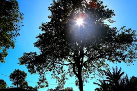 Mùa thu hoạch đặc sản trám đen