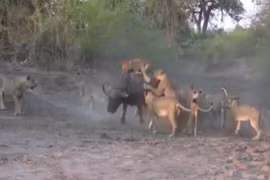 12 con sư tử vây bắt trâu rừng 