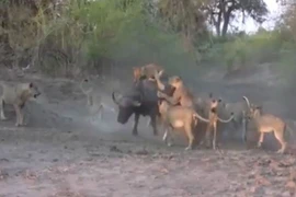 12 con sư tử vây bắt trâu rừng 