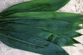 Trồng tre lấy lá bán cho Hàn Quốc, Nhật Bản lại đắt hàng