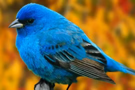 4 con giáp không lo thất nghiệp, công việc tốt, thu nhập cao