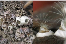 Loài vật có "của quý" lớn nhất thế giới: Nỗi ám ảnh của ngành hàng hải 